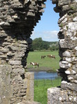 SX07967 Horses grazing framed by window of Ogmore Castle.jpg